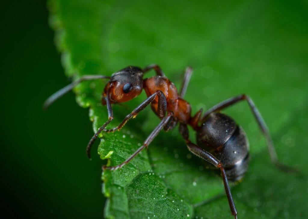 Selbst die kleinsten Insekten bekommen bei der Makrofotografie einen großen Auftritt